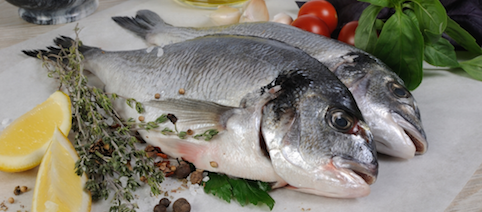 agroinvestSeaBream